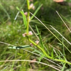 Haloragis heterophylla at QPRC LGA - 2 Feb 2024 02:19 PM