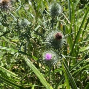 Cirsium vulgare at QPRC LGA - 2 Feb 2024