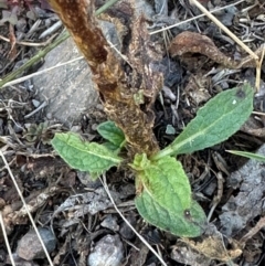 Verbascum virgatum at Bimberi Nature Reserve - 2 Feb 2024