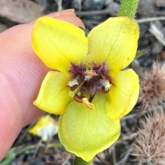 Verbascum virgatum at Brindabella, ACT - 2 Feb 2024 06:28 PM