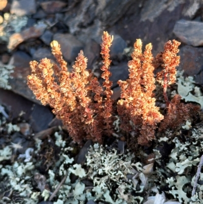 Crassula sieberiana (Austral Stonecrop) at Bimberi Nature Reserve - 2 Feb 2024 by lbradley