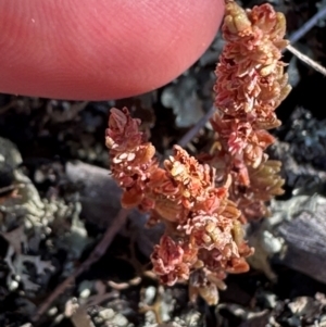 Crassula sieberiana at Bimberi Nature Reserve - 2 Feb 2024