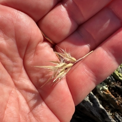Rytidosperma (genus) (Wallaby Grass) at Brindabella, NSW - 2 Feb 2024 by lbradley