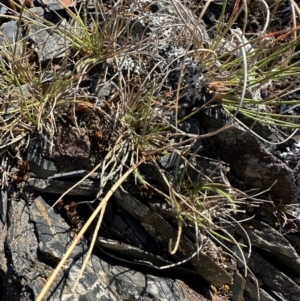 Rytidosperma sp. at Bimberi Nature Reserve - 2 Feb 2024