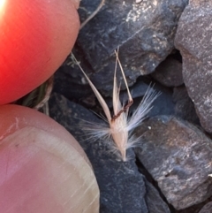 Rytidosperma sp. at Brindabella, NSW - 2 Feb 2024 05:55 PM