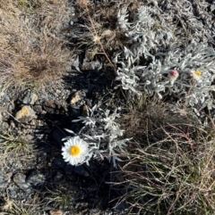 Leucochrysum alpinum (Alpine Sunray) at Brindabella, NSW - 2 Feb 2024 by lbradley