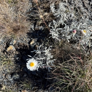 Leucochrysum alpinum at Brindabella, NSW - 2 Feb 2024 05:54 PM