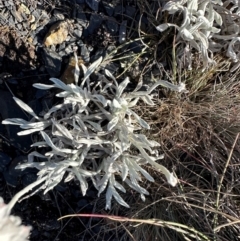 Leucochrysum alpinum at Bimberi Nature Reserve - 2 Feb 2024