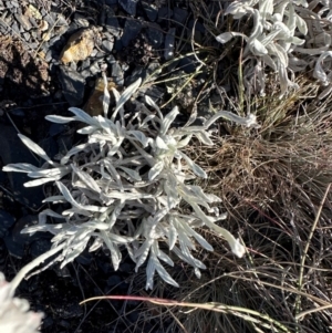 Leucochrysum alpinum at Brindabella, NSW - 2 Feb 2024