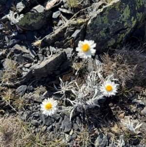 Leucochrysum alpinum at Bimberi Nature Reserve - 2 Feb 2024