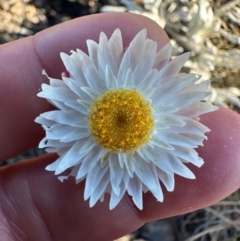 Leucochrysum alpinum at Bimberi Nature Reserve - 2 Feb 2024