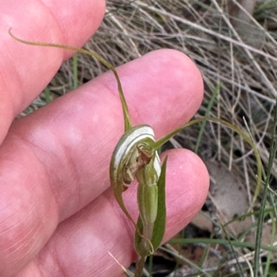 Diplodium decurvum (Summer greenhood) at Cotter River, ACT - 2 Feb 2024 by lbradley
