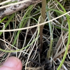 Diplodium decurvum at Namadgi National Park - 2 Feb 2024