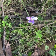 Viola betonicifolia (Mountain Violet) at Brindabella, ACT - 2 Feb 2024 by lbradley