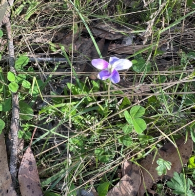 Viola betonicifolia (Mountain Violet) at Cotter River, ACT - 2 Feb 2024 by lbradley