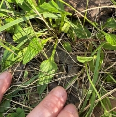 Viola betonicifolia at Brindabella, ACT - 2 Feb 2024