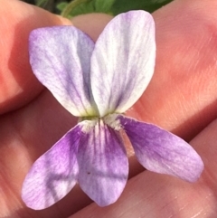 Viola betonicifolia at Brindabella, ACT - 2 Feb 2024