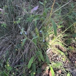 Cynoglossum australe at Brindabella, ACT - 2 Feb 2024 05:41 PM