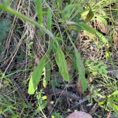 Cynoglossum australe at Brindabella, ACT - 2 Feb 2024 05:41 PM