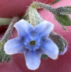 Cynoglossum australe at Namadgi National Park - 2 Feb 2024