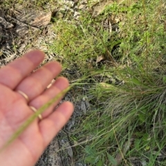 Dichelachne (genus) (Plume Grasses) at Brindabella, ACT - 2 Feb 2024 by lbradley