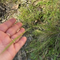 Dichelachne sp. (Plume Grasses) at Brindabella, ACT - 2 Feb 2024 by lbradley