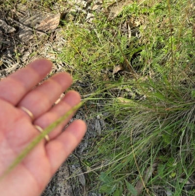 Dichelachne sp. (Plume Grasses) at Brindabella, ACT - 2 Feb 2024 by lbradley