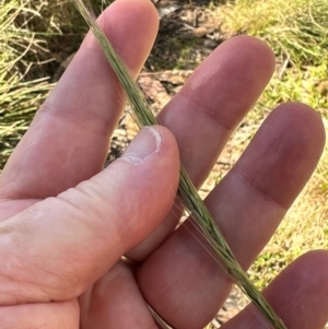 Dichelachne sp. at Brindabella, ACT - 2 Feb 2024