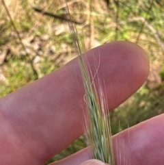 Dichelachne sp. at Brindabella, ACT - 2 Feb 2024