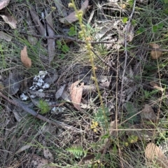 Acaena x ovina (Sheep's Burr) at Cotter River, ACT - 2 Feb 2024 by lbradley