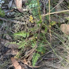 Acaena x ovina at Namadgi National Park - 2 Feb 2024