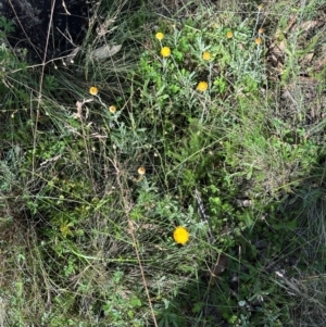 Coronidium monticola at Namadgi National Park - 2 Feb 2024