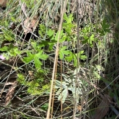 Geranium gardneri (Rough Crane's-Bill) at Namadgi National Park - 2 Feb 2024 by lbradley