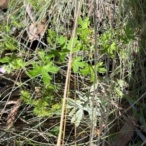 Geranium gardneri at Brindabella, ACT - 2 Feb 2024 05:16 PM