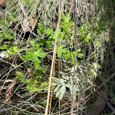 Geranium gardneri (Rough Crane's-Bill) at Namadgi National Park - 2 Feb 2024 by lbradley