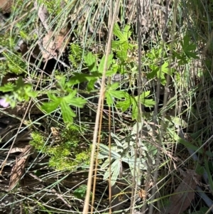 Geranium gardneri at Namadgi National Park - 2 Feb 2024
