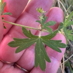 Geranium gardneri at Namadgi National Park - 2 Feb 2024