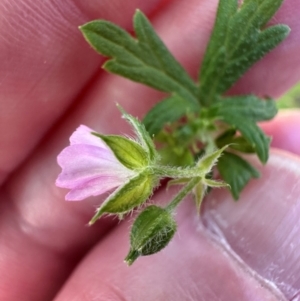 Geranium gardneri at Namadgi National Park - 2 Feb 2024