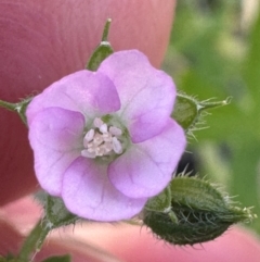 Geranium gardneri at Brindabella, ACT - 2 Feb 2024 05:16 PM