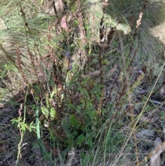 Euphrasia collina (Purple Eye-bright) at Cotter River, ACT - 2 Feb 2024 by lbradley