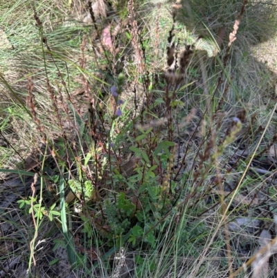 Euphrasia collina (Purple Eye-bright) at Brindabella, ACT - 2 Feb 2024 by lbradley