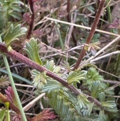 Euphrasia collina at Namadgi National Park - 2 Feb 2024