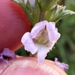 Euphrasia collina at Brindabella, ACT - 2 Feb 2024 05:12 PM