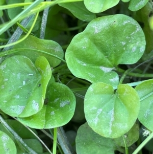 Dichondra repens at QPRC LGA - 2 Feb 2024 02:44 PM