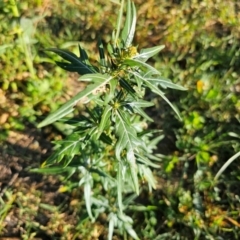 Xanthium spinosum (Bathurst Burr) at Lower Molonglo - 2 Feb 2024 by Jiggy
