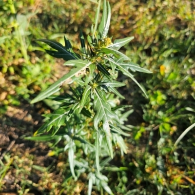 Xanthium spinosum (Bathurst Burr) at Lower Molonglo - 2 Feb 2024 by Jiggy