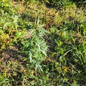 Xanthium spinosum at Molonglo River Reserve - 2 Feb 2024