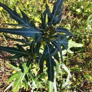 Xanthium spinosum at Molonglo River Reserve - 2 Feb 2024