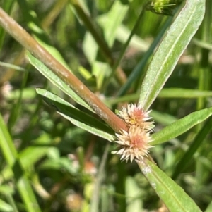 Alternanthera denticulata at QPRC LGA - 2 Feb 2024