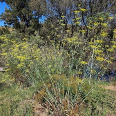 Foeniculum vulgare (Fennel) at Whitlam, ACT - 1 Feb 2024 by Jiggy